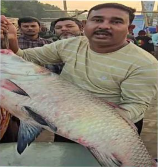 বিশাল আকারের কাতলা মাছ জেলের জালে